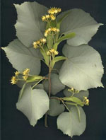 MSA TILIA TOMENTOSA 50 ML - farmasconti.eu