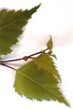 MSA BETULA VERRUCOSA 50 ML - farmasconti.eu