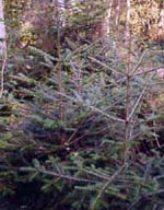 MSA ABIES PECTINATA 50 ML - farmasconti.eu