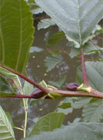 MSA ALNUS GLUTINOSA 50 ML - farmasconti.eu