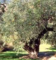 MSA OLEA EUROPEA 50 ML - farmasconti.eu