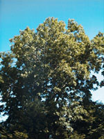 MSA FRAXINUS EXCELSIOR 50 ML - farmasconti.eu
