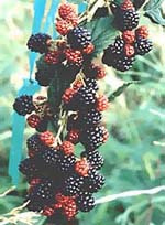 MSA RUBUS FRUCTICOSU 50 ML - farmasconti.eu