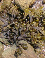 TSA FUCUS VESICULOSUS 50 ML - farmasconti.eu