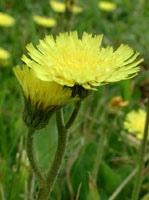 TSA HIERACIUM PILOSELLA 50 ML - farmasconti.eu