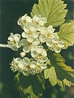 TSA CRATAEGUS OXYCANTHIA 50 ML - farmasconti.eu