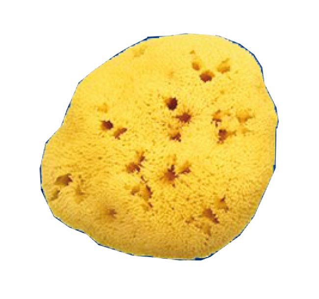 SPUGNA NATURALE FORI L 11/12CM 8 - farmasconti.eu