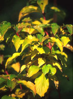 MSA CORNUS SANGUINEA 50 ML - farmasconti.eu