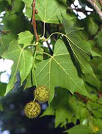 MSA PLATANUS ORIENTA 50 ML - farmasconti.eu